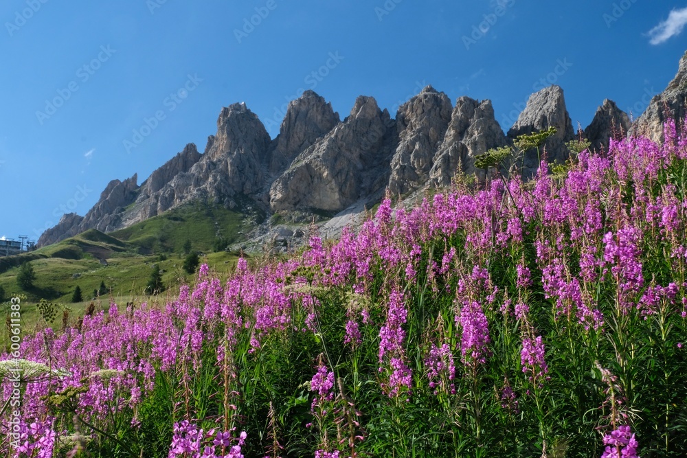 Flowers in the mountains. Fireweed wildflowers blooming ibn alpine meadows. Dolomites. Italy