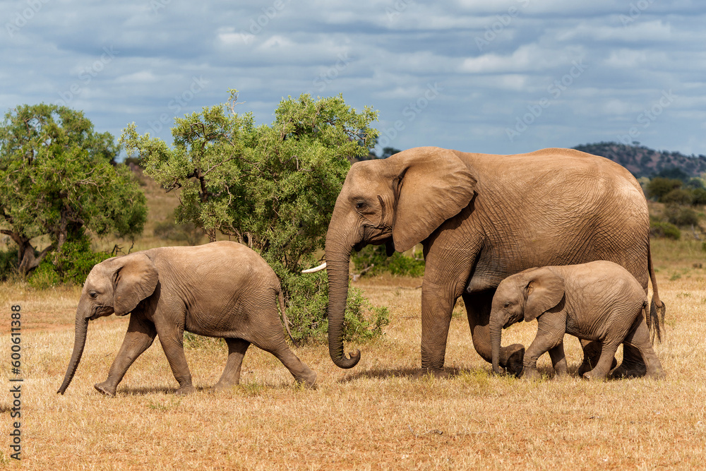 Fototapeta premium Elephant herd walking in Mashatu Game Reserve in the Tuli Block in Botswana.