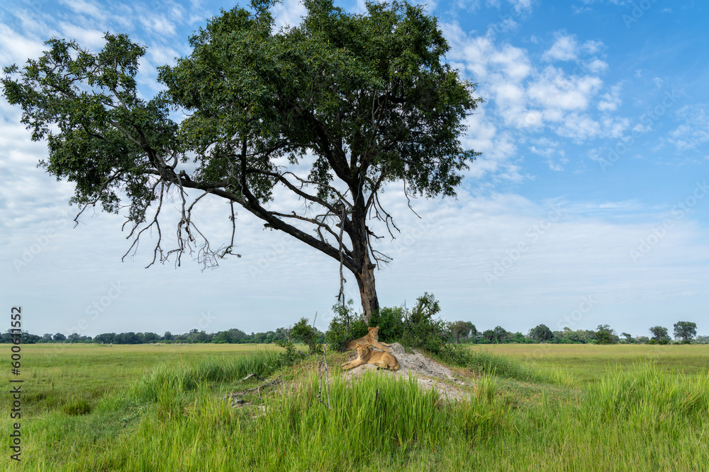 Lion (Panthera leo) cub resting. These lion cubs are resting on the plains in the Okavango Delta in Botswana