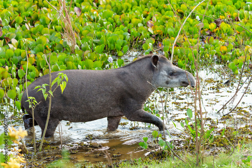 South American tapir (Tapirus terrestris) , also called the Brazilian tapir or lowland tapir, walking around and searching for food in the North Pantanal in Brazil photo