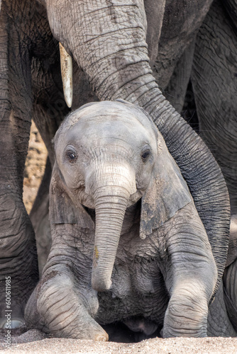Elephant baby resting in the riverbed in Mashatu Game Reserve in the Tuli Block in Botswana.