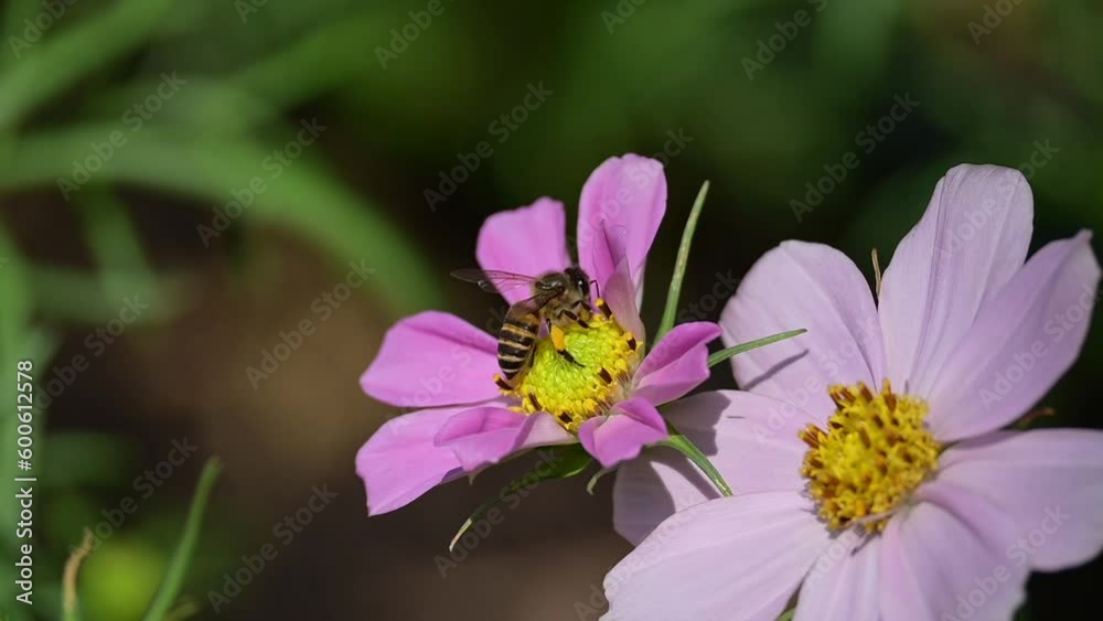 slow motion bee flying in beautiful pink cosmos flower garden slow motion bee flying in beautiful pink cosmos flower garden
