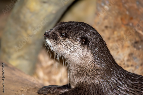 Sea Otter Head