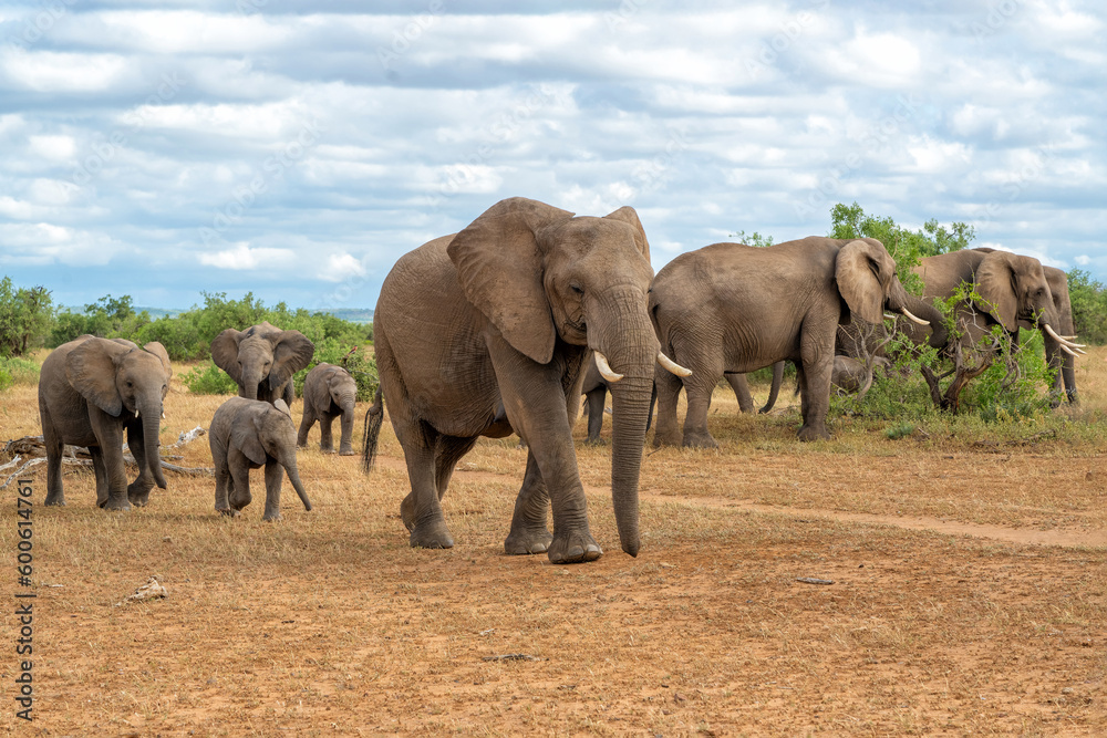 Elephant herd walking in Mashatu Game Reserve in the Tuli Block in Botswana.