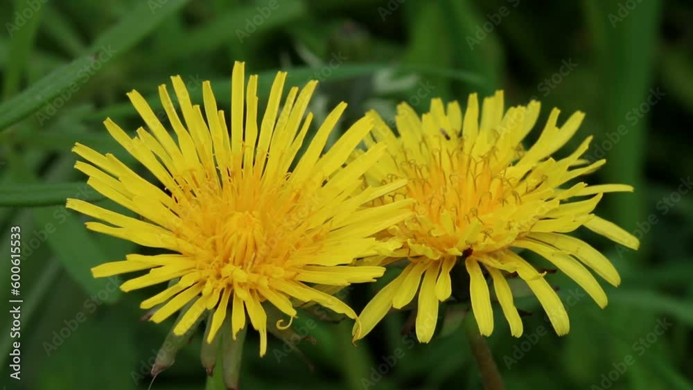 Closeup of Dandelion flowers (Taraxacum). Spring. British Isles. Closeup of Dandelion flowers (Taraxacum). Spring. British Isles.