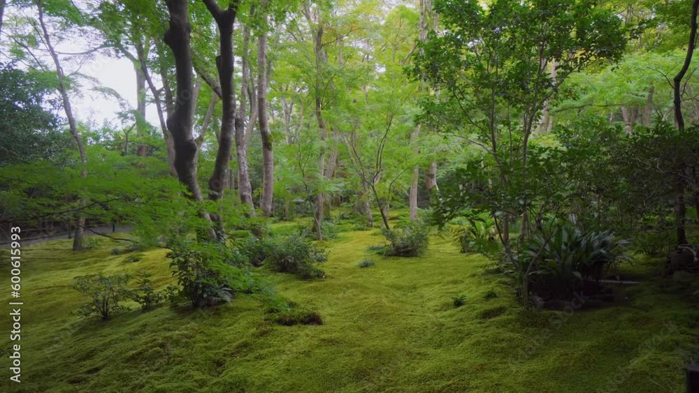 Many temples in Japan have a design based on the different types of mosses that are grown and used. They are generally in shady and well humid places. Many temples in Japan have a design based on the different types of mosses that are grown and used. They are generally in shady and well humid places.