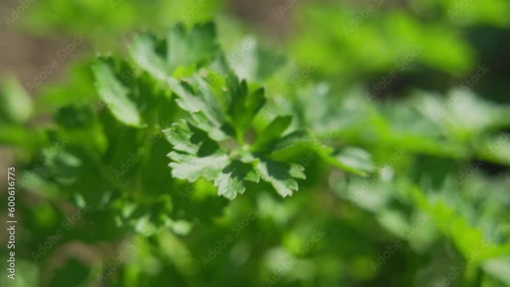 Close-up of a parsley plant. (4K Resolution - Slow Motion) Close-up of a parsley plant. (4K Resolution - Slow Motion)