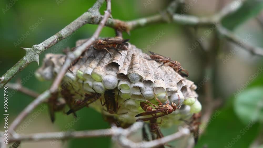 One is seen under the nest approacing and putting its head in a pod while others are busy moving about, Paper Wasps, Vespidae, Thailand One is seen under the nest approacing and putting its head in a pod while others are busy moving about, Paper Wasps, Vespidae, Thailand