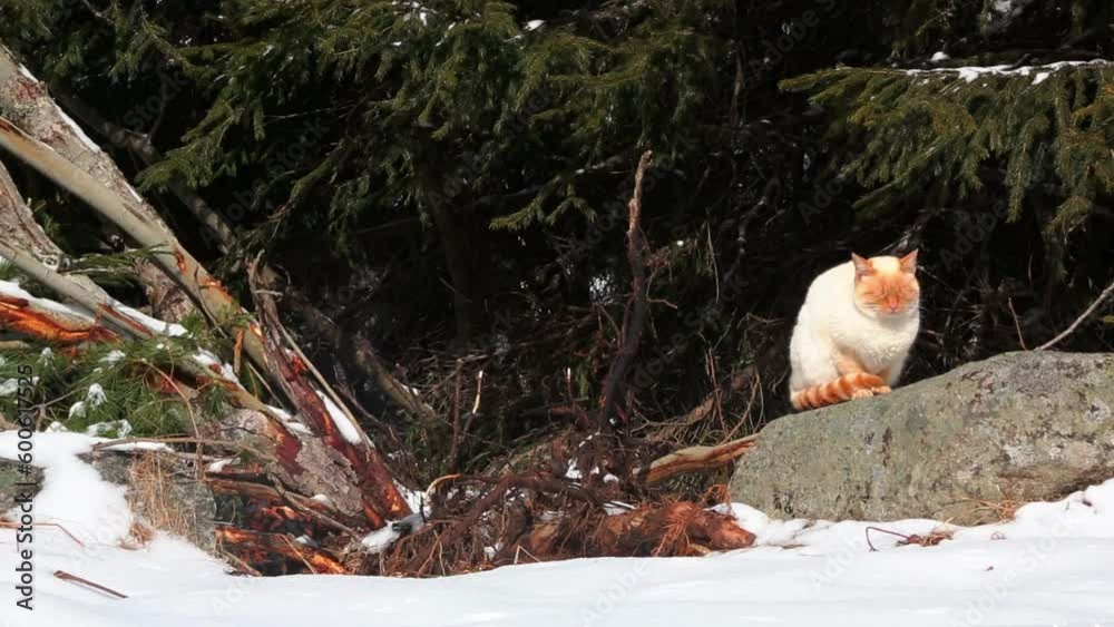 White-orange cat jumping on a stone outdoors White-orange cat jumping on a stone outdoors