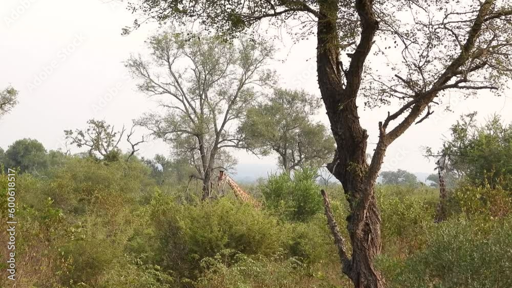 South African Giraffes eating in brush, Kruger National Park, South Africa South African Giraffes eating in brush, Kruger National Park, South Africa