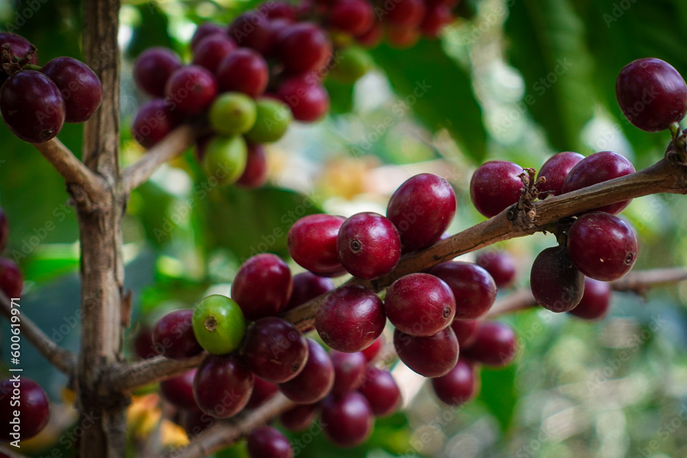 Red Coffee cherries on a coffee tree. Caturra tree in Coffee plantation. At Huehuetenango, Guatemala.
