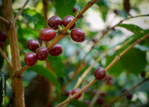 Coffee cherries on a coffee tree. Caturra tree in Coffee plantation. At Huehuetenango, Guatemala.
