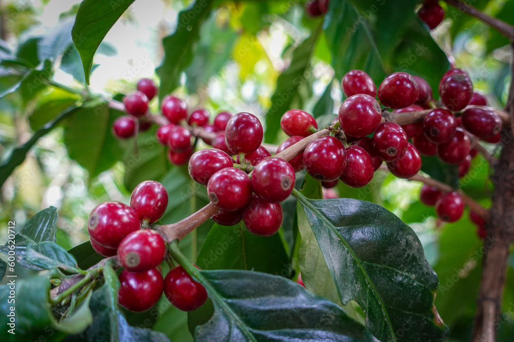 Red Coffee cherries on a coffee tree. Caturra tree in Coffee plantation. At Huehuetenango, Guatemala.
Red Coffee cherries on a coffee tree. Caturra tree in Coffee plantation. At Huehuetenango, Guatemala.