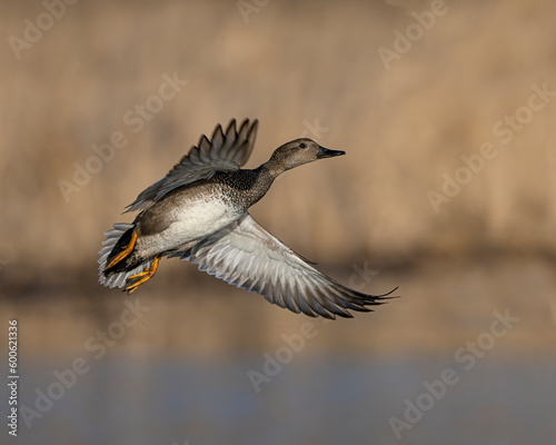 Gadwall Duck in flight