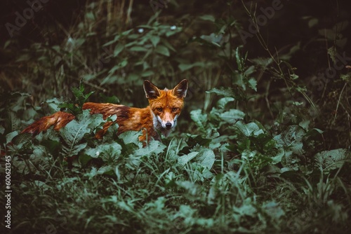 Young red fox hunting in the tall grass in the forest