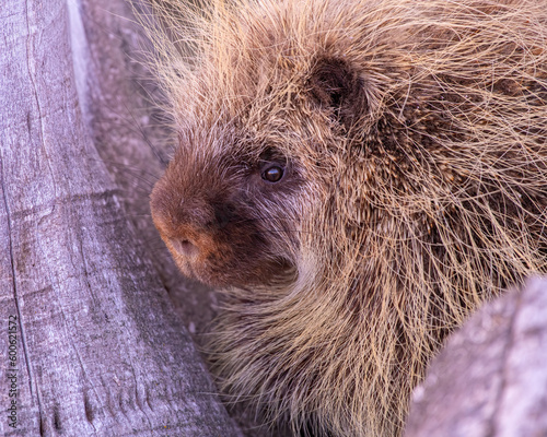 A large Porcupine in the Nebraska Sandhills