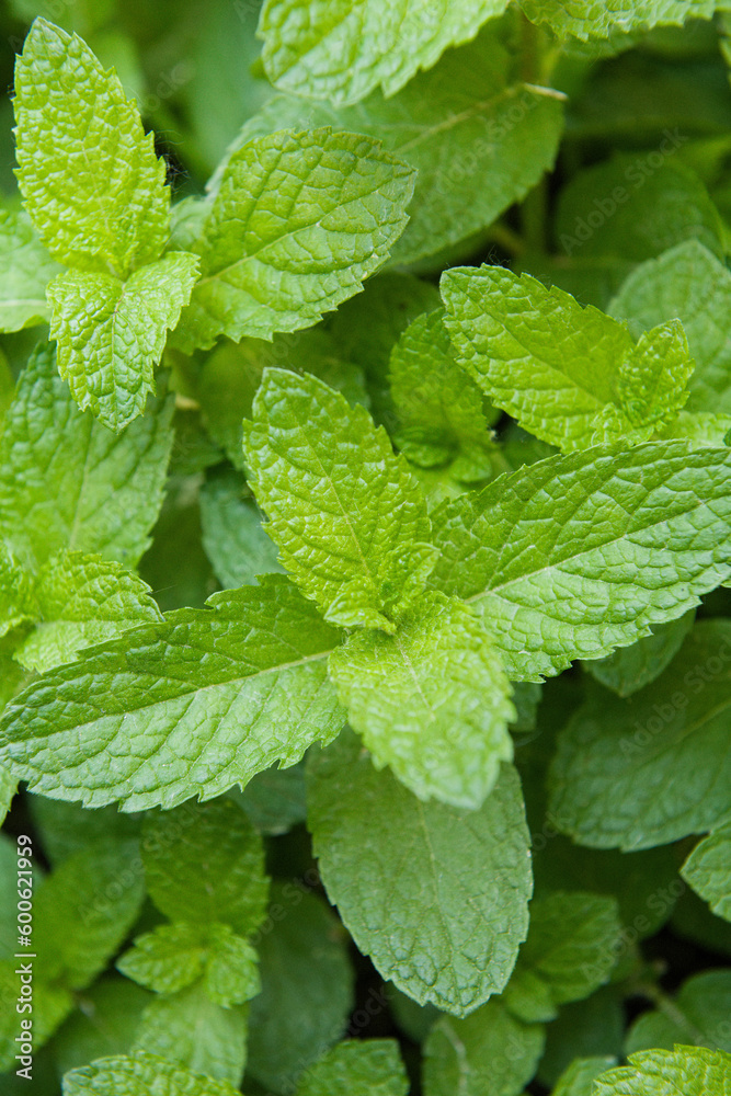 Green Mint Plant Grow Background closeup.mint leaf. Green Mint Plant Grow Background closeup.mint leaf.