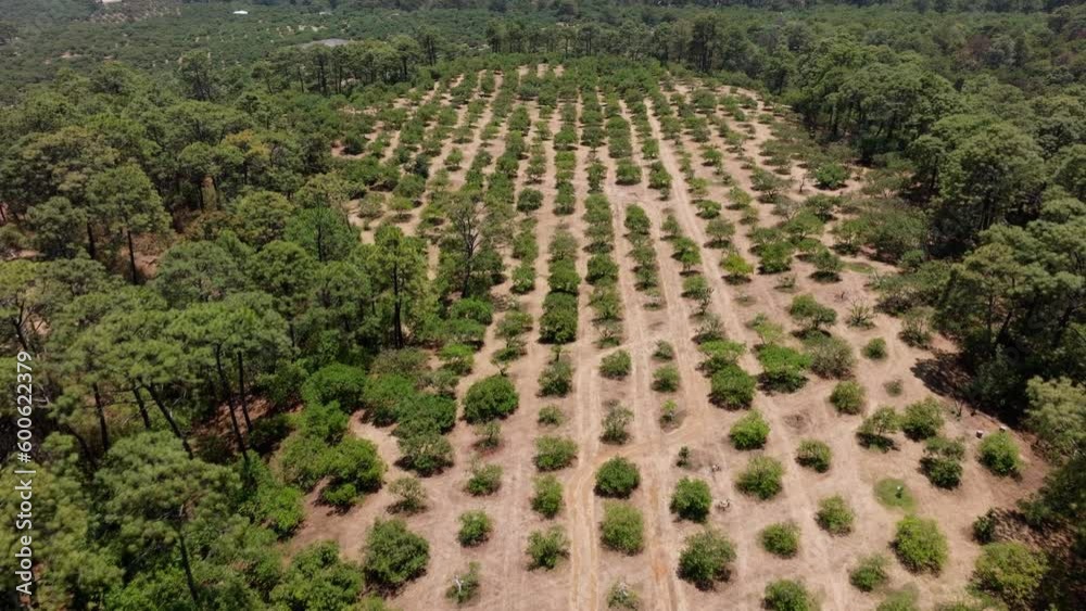 AERIAL VIEW OF AN AVOCADO FARM IN MICHOACAN MEXICO AERIAL VIEW OF AN AVOCADO FARM IN MICHOACAN MEXICO