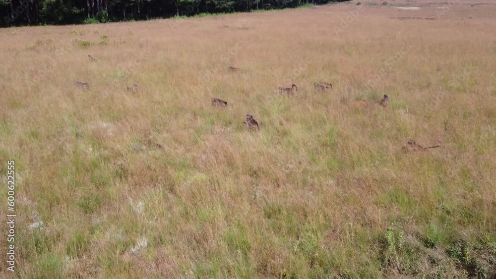 A troop of baboons running through a field and into the woods in Graskop, South Africa. A troop of baboons running through a field and into the woods in Graskop, South Africa.