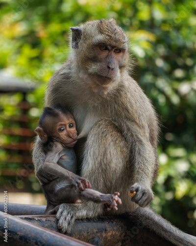 Semarang, Central Java/ Indonesia - April 07, 2019 : Litle monkey feeding milk from mother monkey © andre
