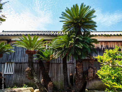 和風の建物の前の大きなソテツ photo