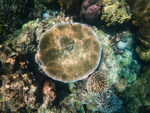 Big Corals in deep blue sea At Surin Island Thailand.