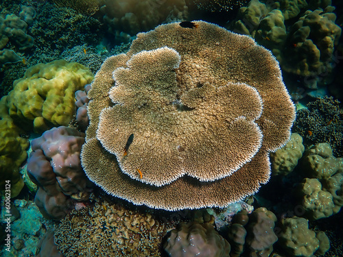 Big Corals in deep blue sea At Surin Island Thailand.
