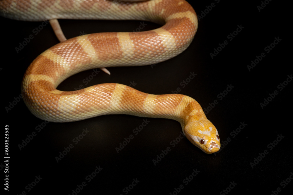 Fototapeta premium Portrait of a rare albino puff faced water snake or ular kadut on solid black background 