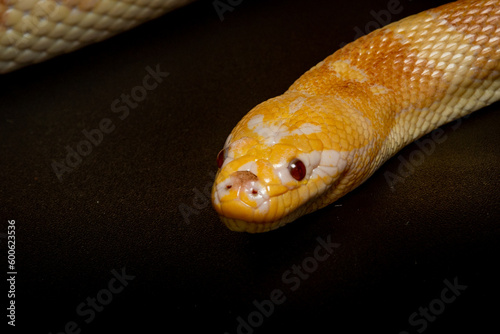 Portrait of a rare albino puff faced water snake or ular kadut on solid black background 