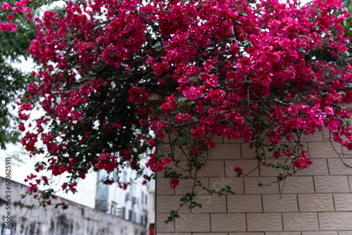 Canvas Print Magenta Bougainvillea blooming on the wall in spring