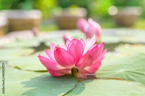 Pink lotus flower with natural background
