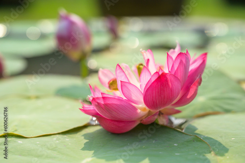 Pink lotus flower with natural background