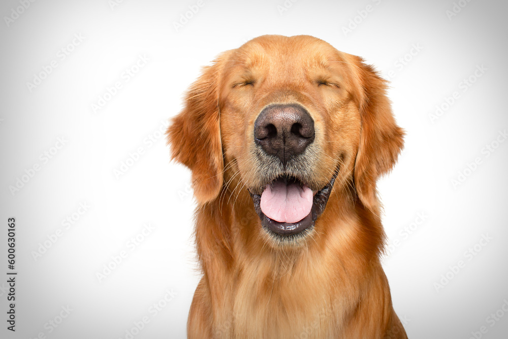 happy golden retriever dog smiling with closed eyes open mouth white background studio shot	

