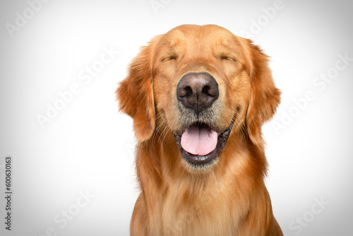 happy golden retriever dog smiling with closed eyes open mouth white background studio shot 