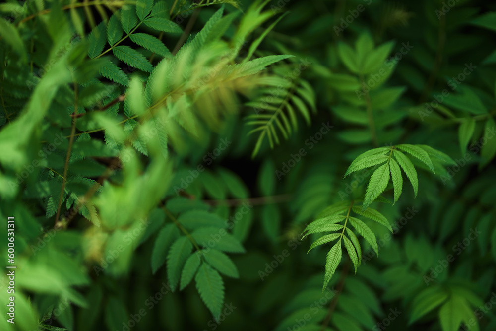 Fototapeta Sorbaria sorbifolia, the leaves of shrub. Green background, the plant in the nature with copy space. High quality photo