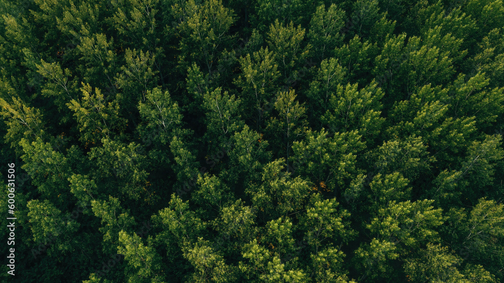Fototapeta premium Top view aerial shot of green cottonwood forest landscape from drone pov in summer afternoon