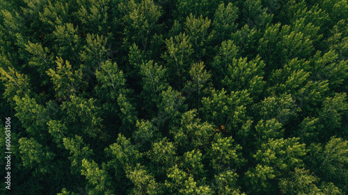 Top view aerial shot of green cottonwood forest landscape from drone pov in summer afternoon