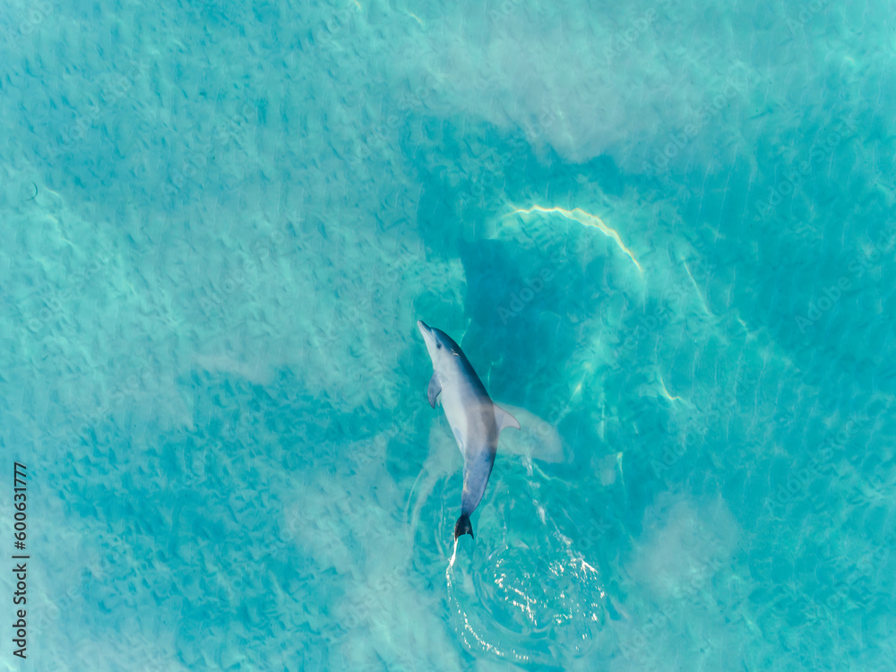 Fototapeta premium Aerial view of Dolphin swimming underwater in crystal clear turquoise water in Margaret River, Western Australia, Australia. Playful Dolphin in blue ocean. Top View, Coastal, seascapes.