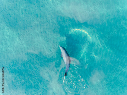 Aerial view of Dolphin swimming underwater in crystal clear turquoise water in Margaret River  Western Australia  Australia. Playful Dolphin in blue ocean. Top View  Coastal  seascapes.