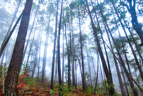 foggy forest in rainny day with tall trees in mexiquillo durango 