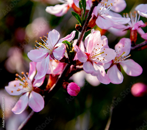 Steppe almond (Prunus tenella)