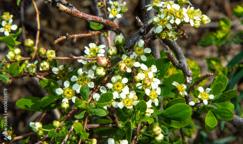 Spiraea hypericifoia