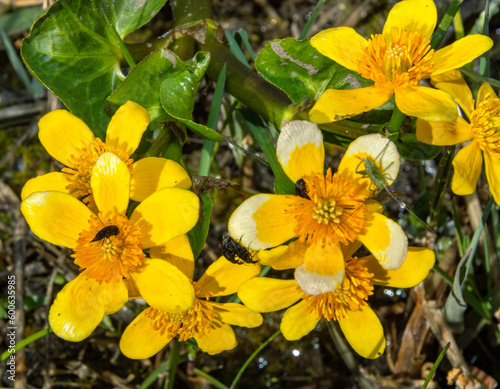 Caltha palustris