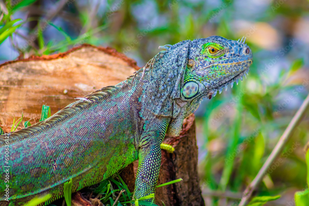 Obraz premium close up of young green iguana with blur background in carpenter lagoon of tampico tamaulipas 