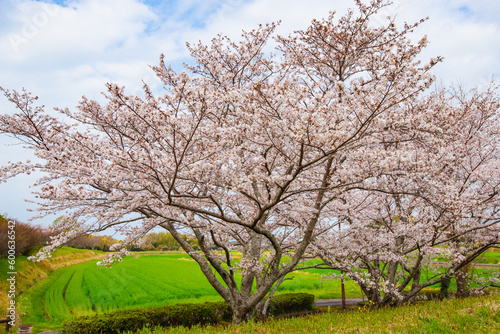 風土記の丘の桜 