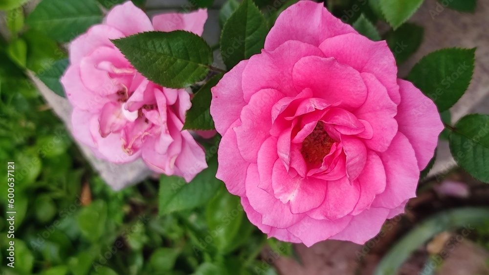 pink rose bush