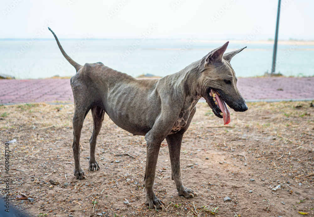 A skinny dog stood on the ground by the reservoir. A skinny dog stood on the ground by the reservoir.