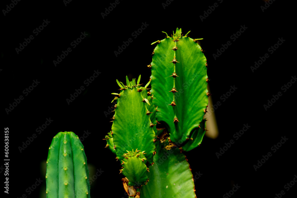 Fototapeta premium close-up of cactus with black background