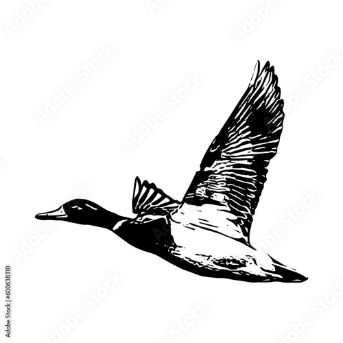 duck vector