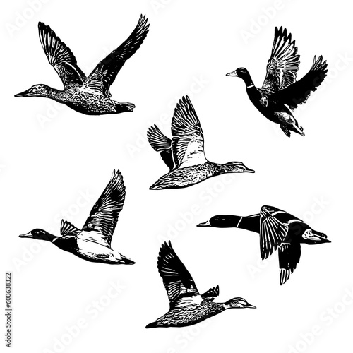 Obraz na plátne set of duck